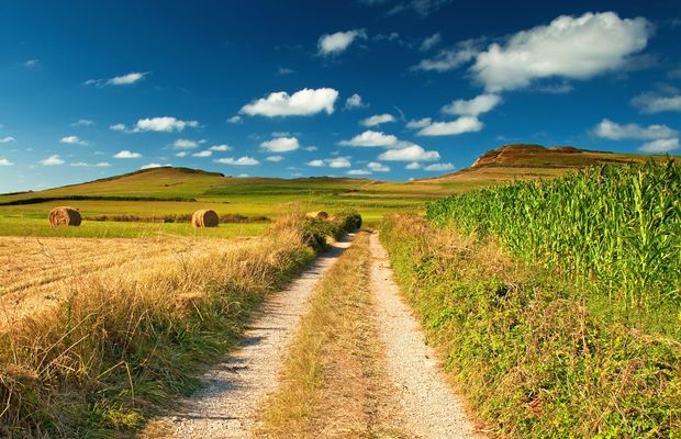 An unsealed road crossing open farmland to the horizon