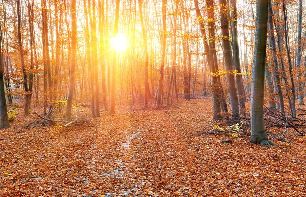 A beech wood floored with fallen leaves, low sun through the trunks