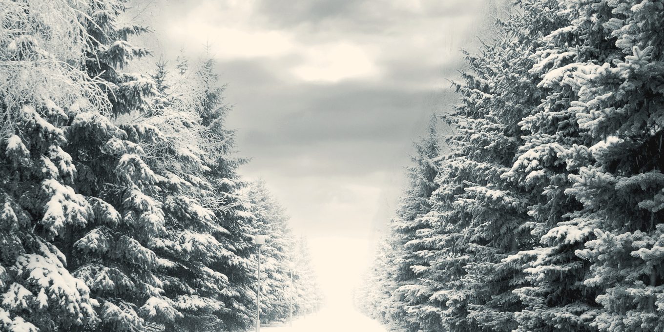 A snow-filled gap between two walls of frosted conifers