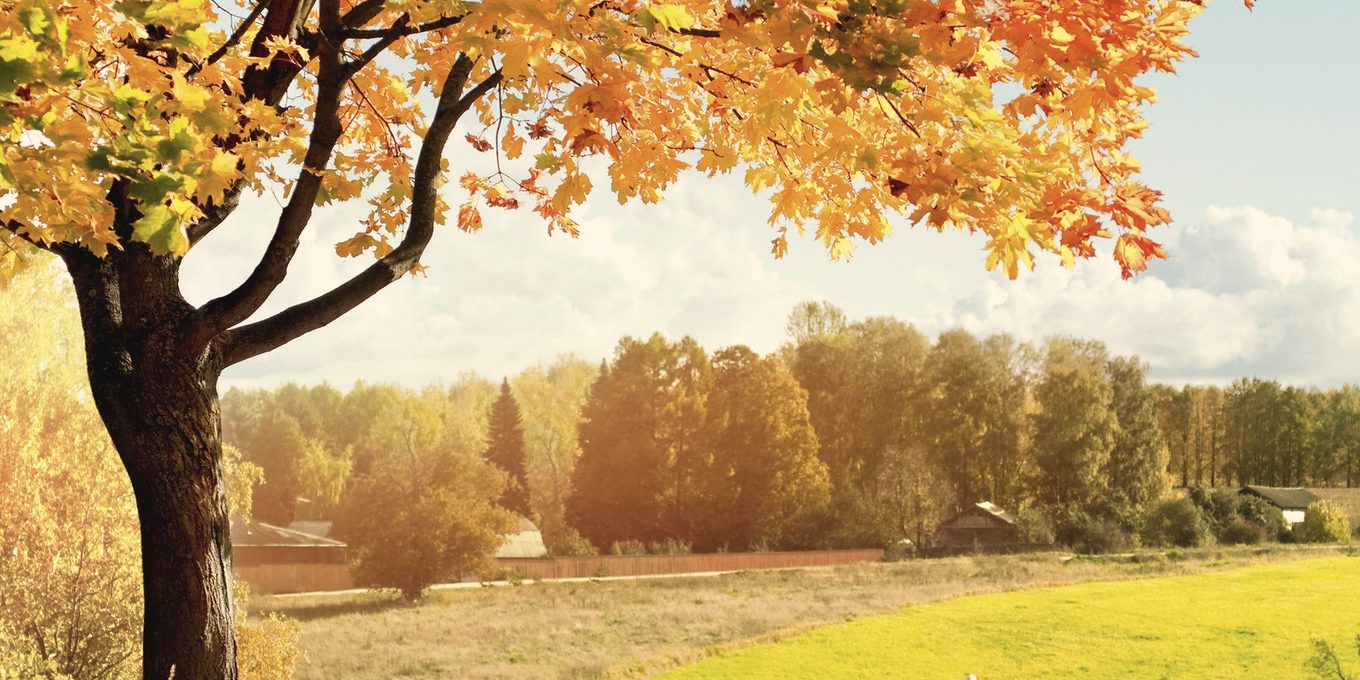 A single tree in a field, late in the season