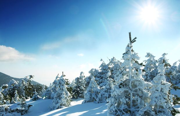 Frost-covered conifers against a hard blue sky