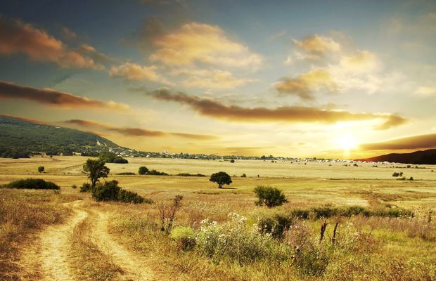 A dirt track through dry golden grassland in low sun