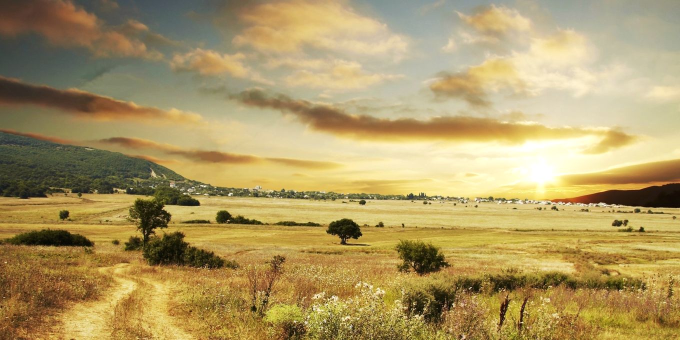 A dirt track through dry golden grassland in low sun